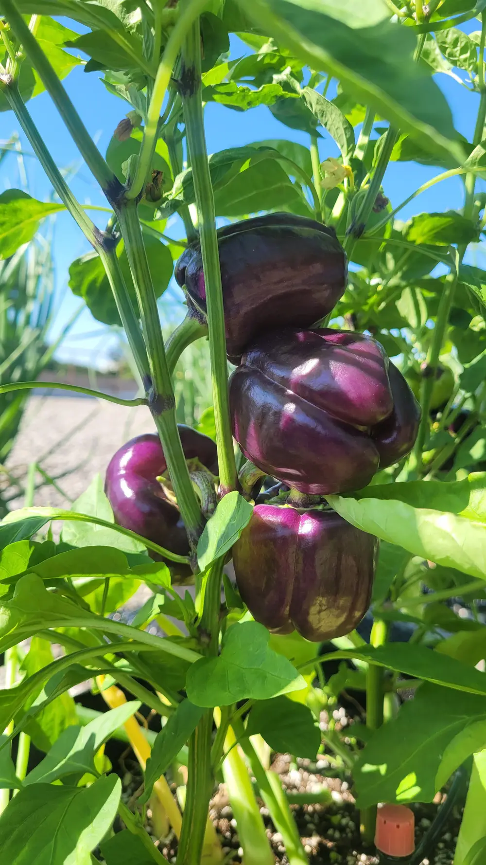 Cluster of dark purple bell peppers growing on a plant against a blue sky.