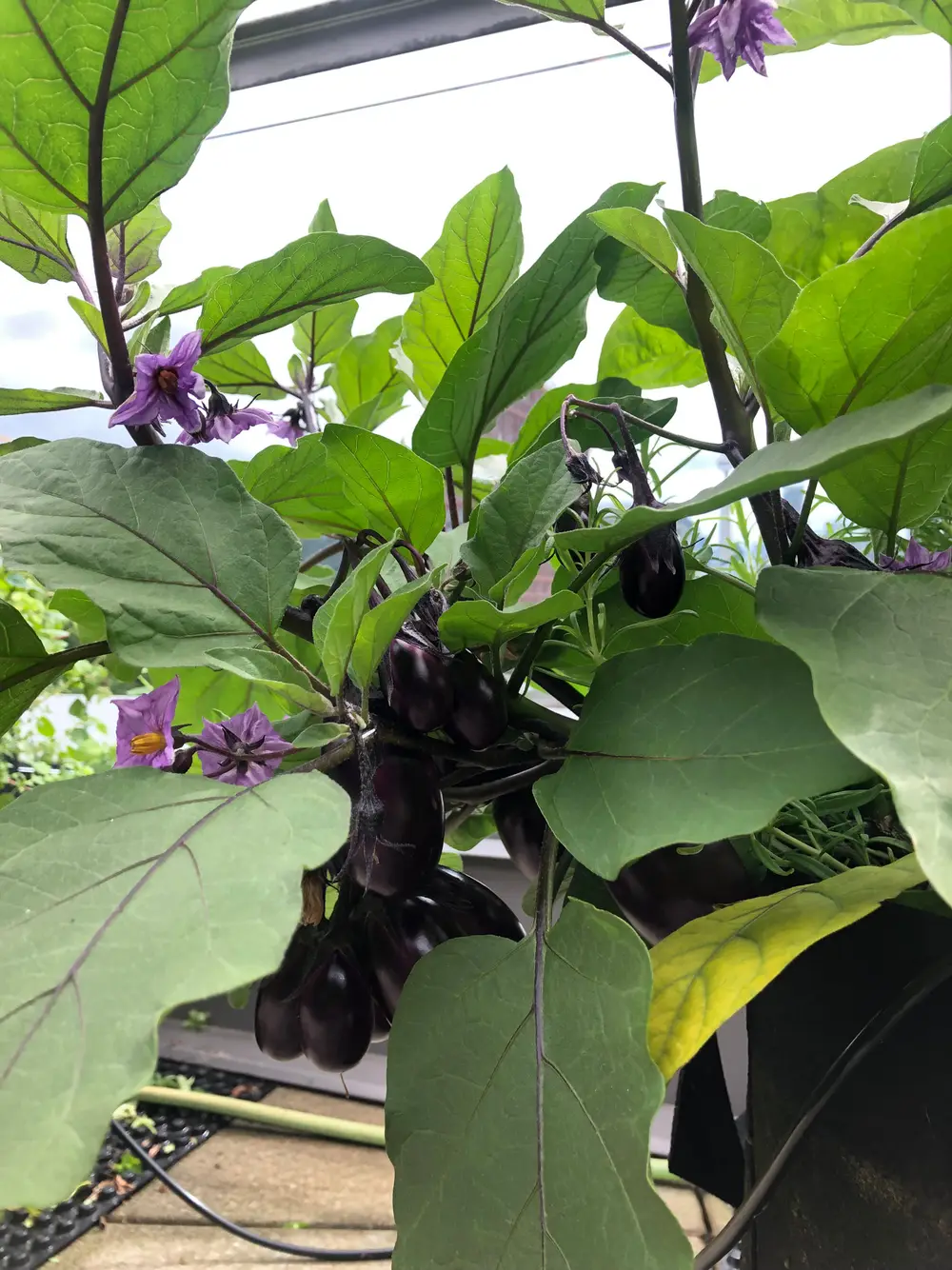 Purple eggplants and flowers growing on a leafy plant against a bright sky