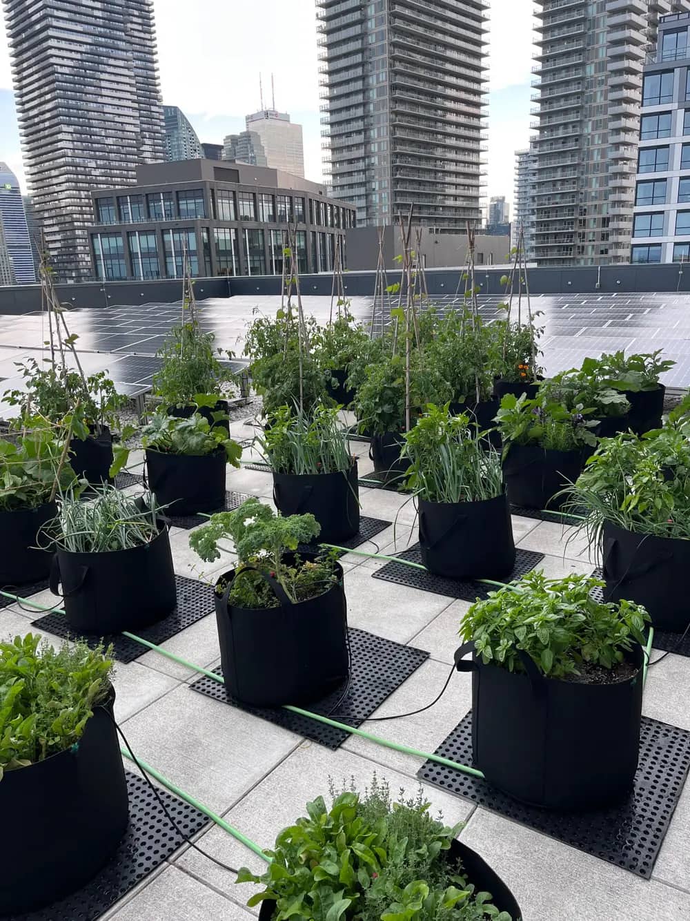 Rows of black fabric planter pots with herbs and vegetables on a rooftop with city skyline behind