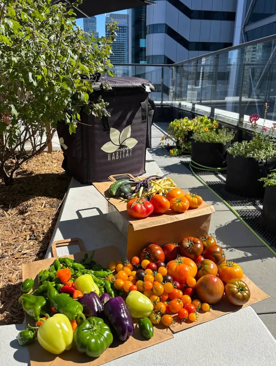 Colorful harvested tomatoes, peppers, and beans displayed on boxes with a city skyline behind