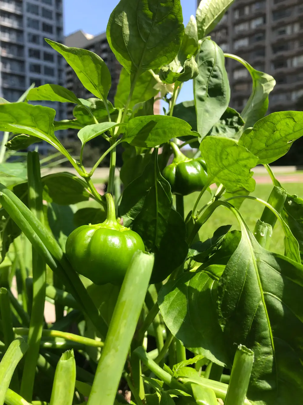 Small green peppers growing on a plant with city buildings in the background