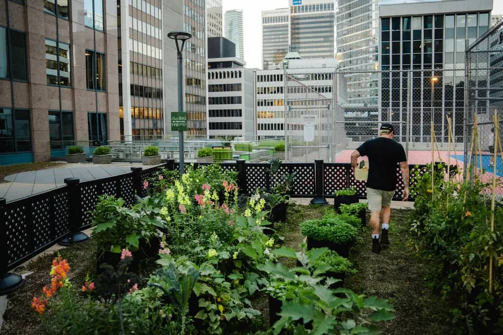 A person walking through a rooftop garden with flowers and vegetables against a city skyline