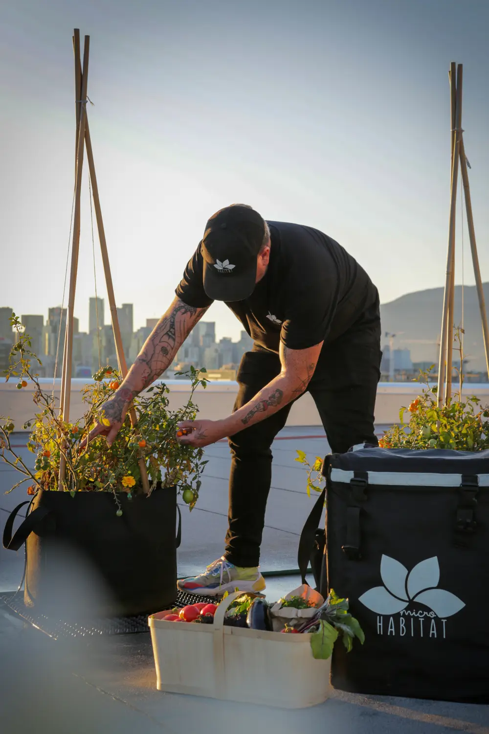 A person in a cap harvests tomatoes from rooftop planters with a city skyline behind
