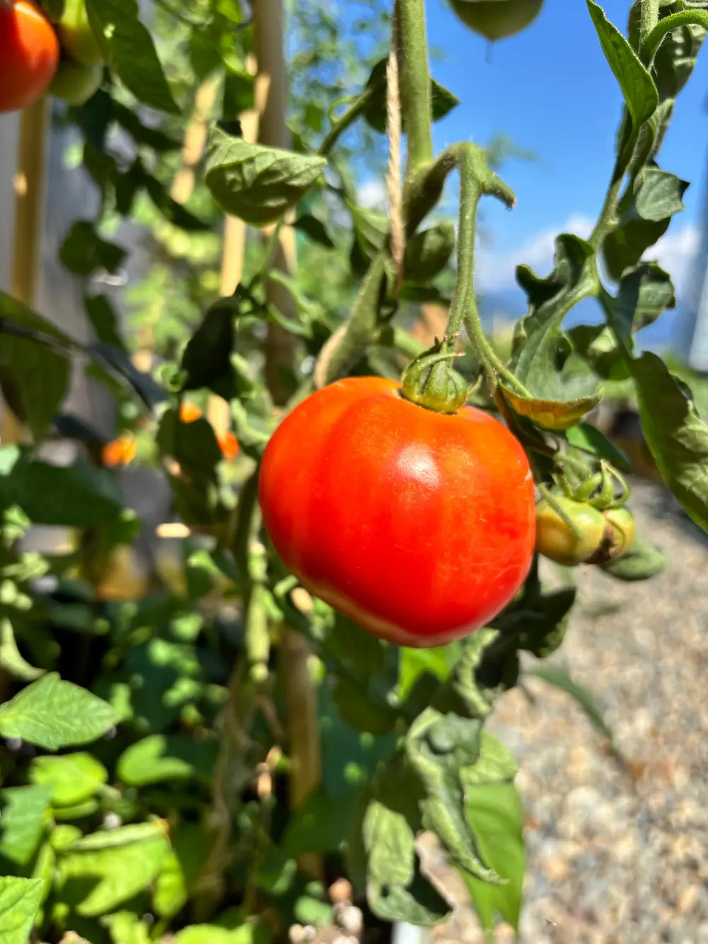 A ripe red tomato hangs on a vine with green leaves and blue sky behind.