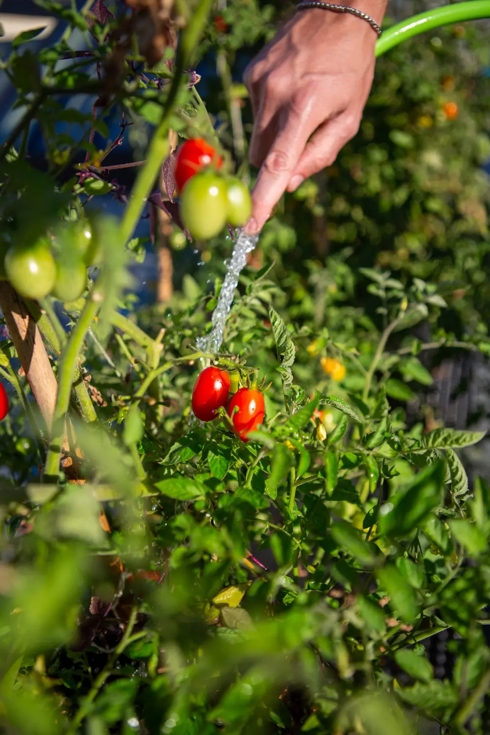 A hand waters ripening red and green tomatoes on the vine with a hose.