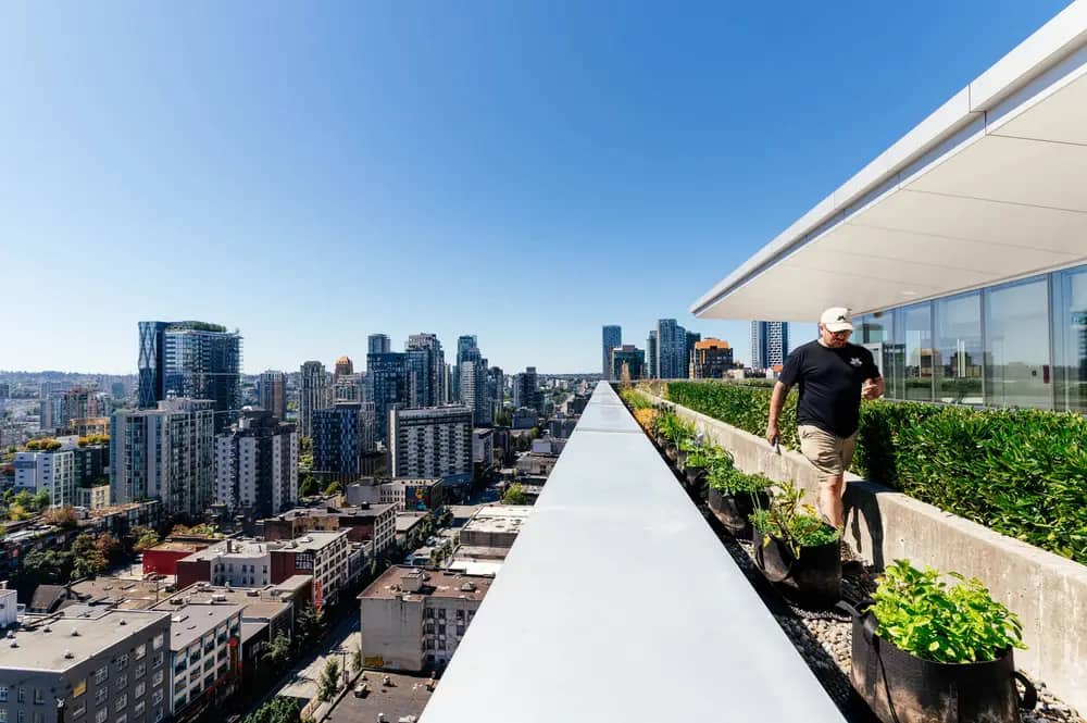 A man walks along a rooftop farm with planters overlooking a city skyline.
