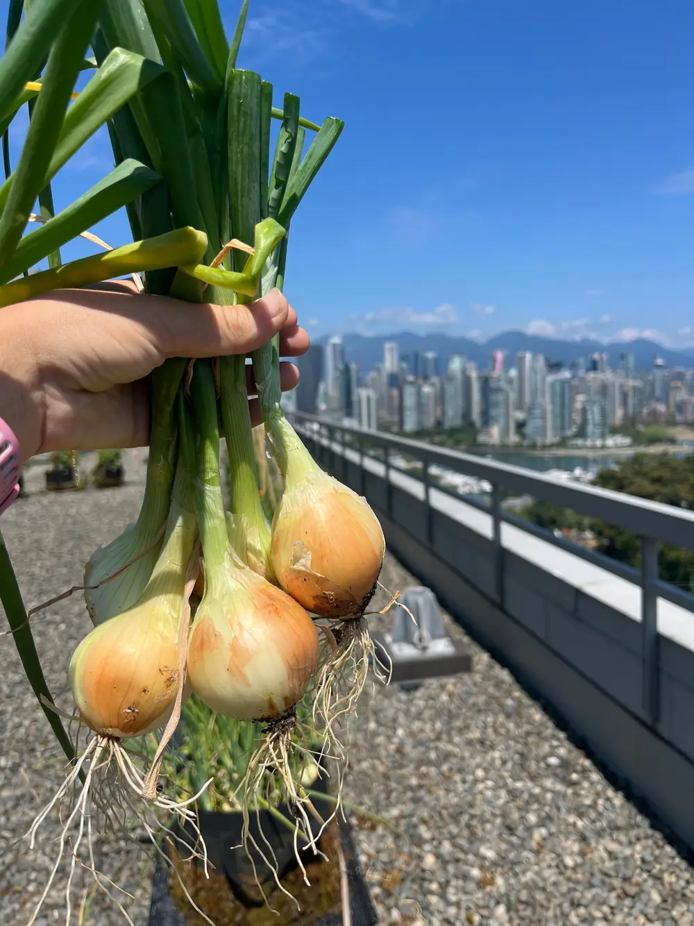 A hand holds freshly picked onions above a rooftop farm overlooking a city skyline.