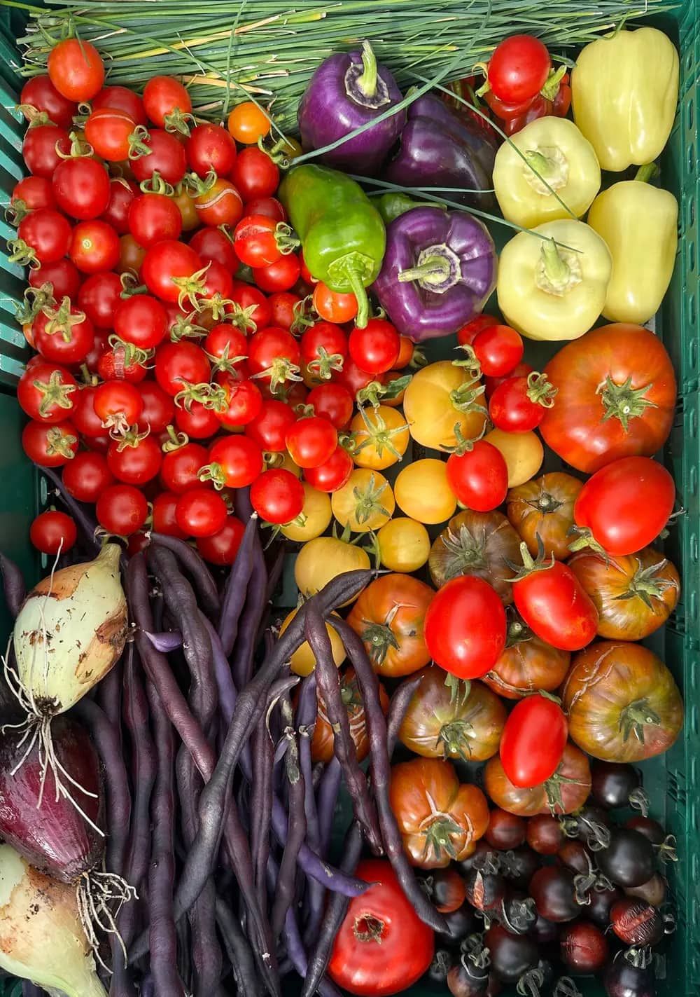 A crate filled with colorful tomatoes, peppers, purple beans, and onions.