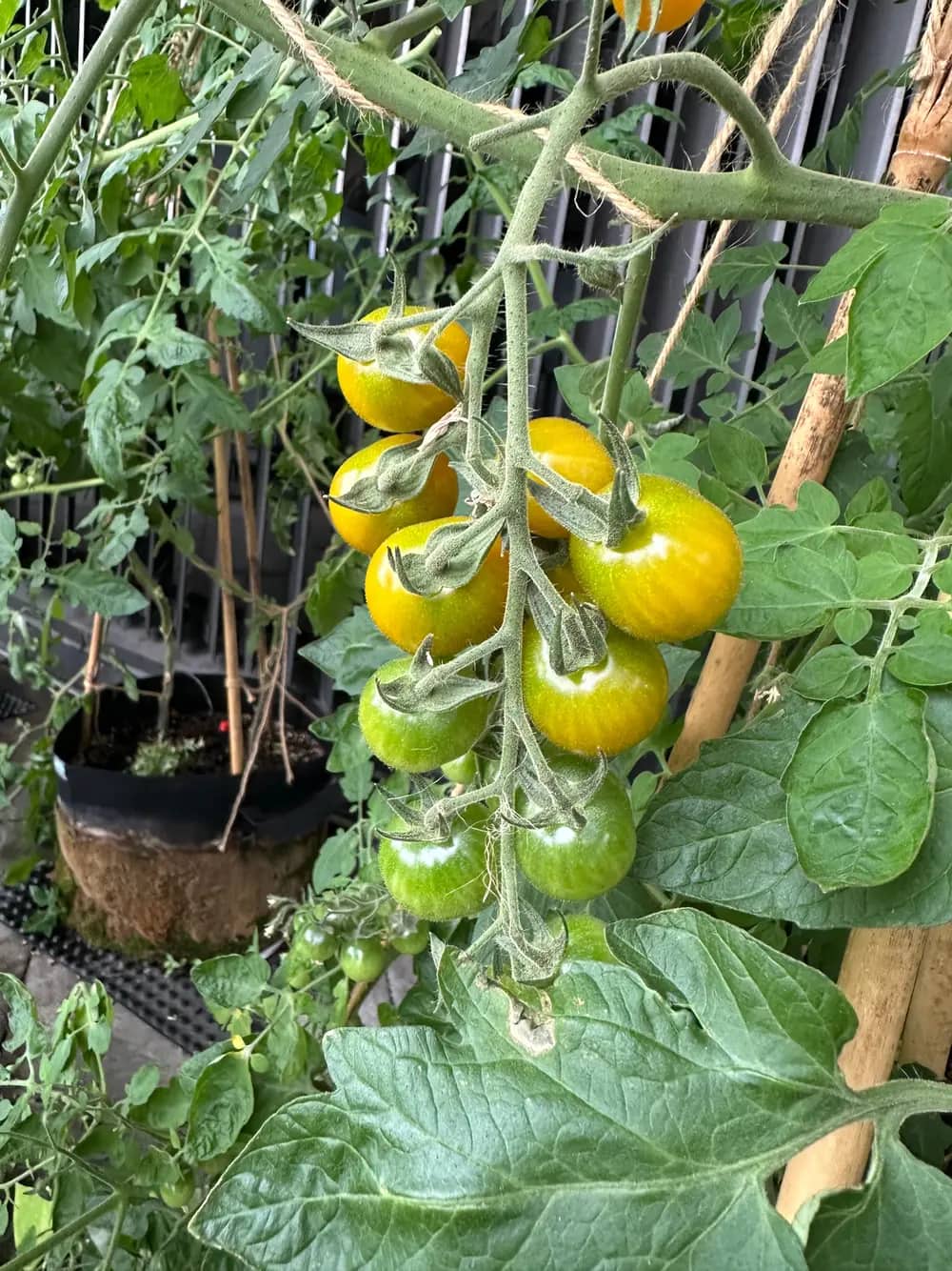 A cluster of yellow and green cherry tomatoes hangs on the vine among leaves.