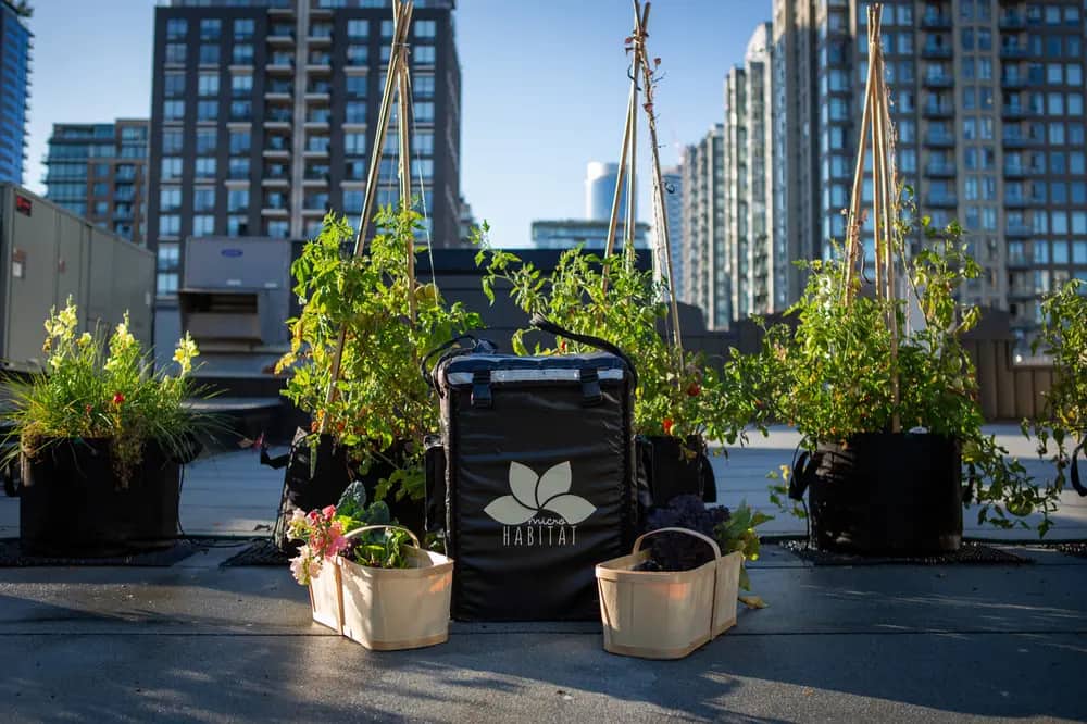 Tomato plants and baskets of produce sit on a rooftop with a city skyline behind