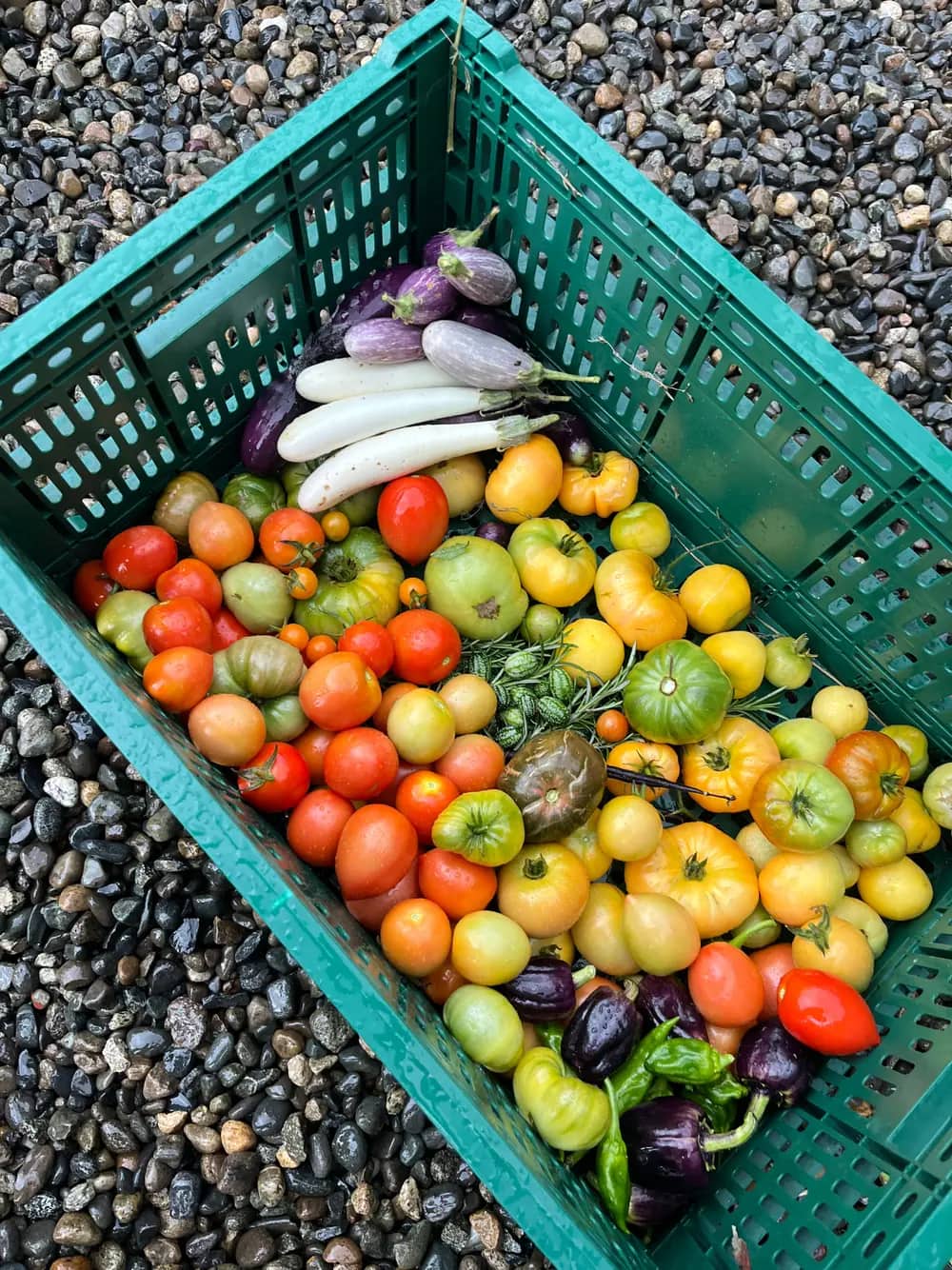 A crate filled with colorful tomatoes, eggplants, and peppers viewed from above