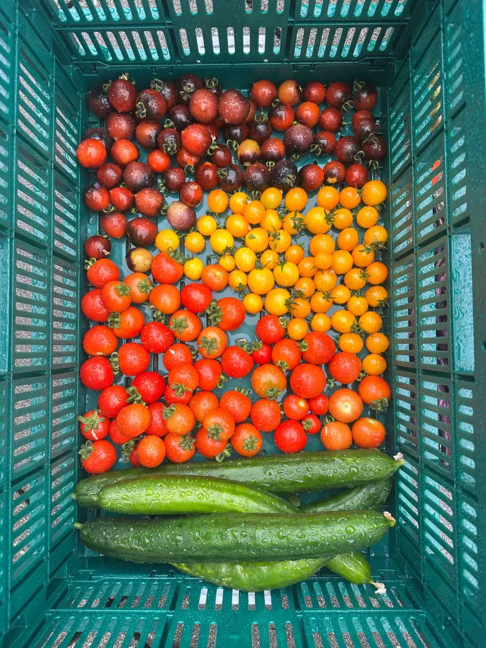 Rainbow of cherry tomatoes and cucumbers arranged in a green crate.