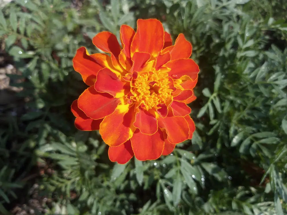 Close-up of an orange marigold flower surrounded by green foliage