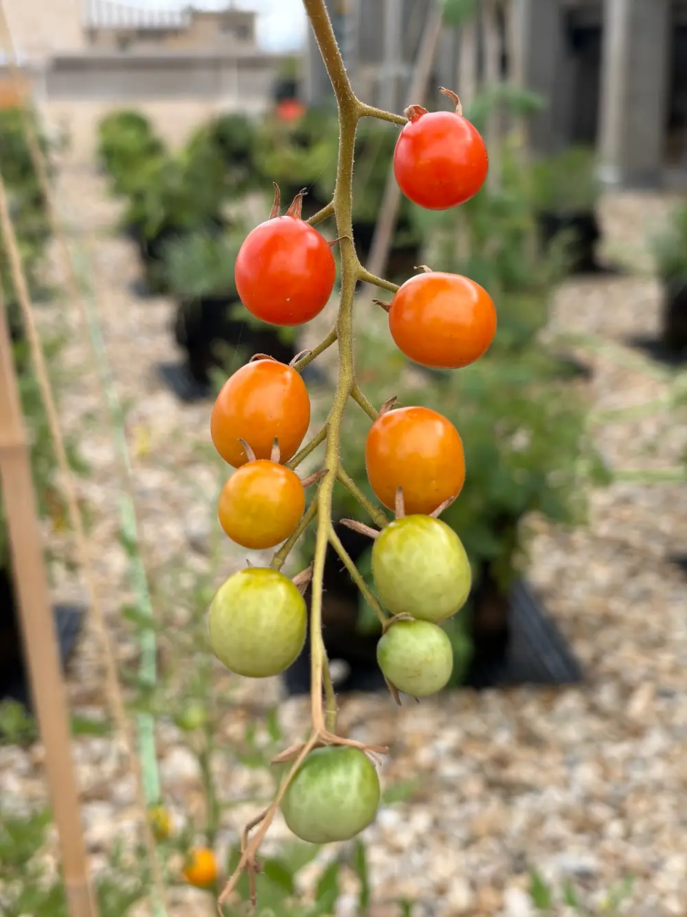 A cluster of tomatoes ripening from green to red on the vine.