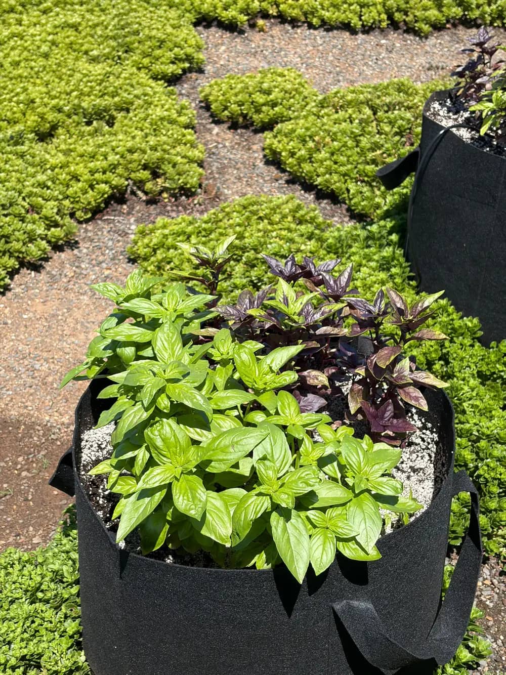 A fabric planter holds green and purple basil surrounded by rows of low herb plants