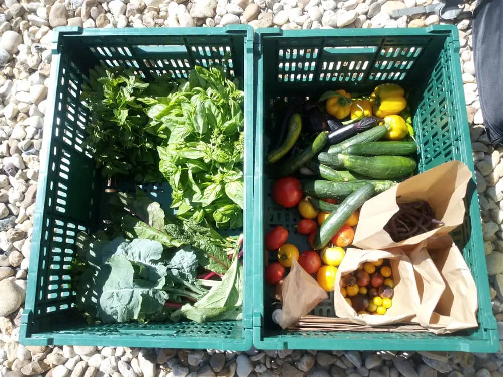 Two crates filled with basil, kale, tomatoes, cucumbers, peppers, and eggplants