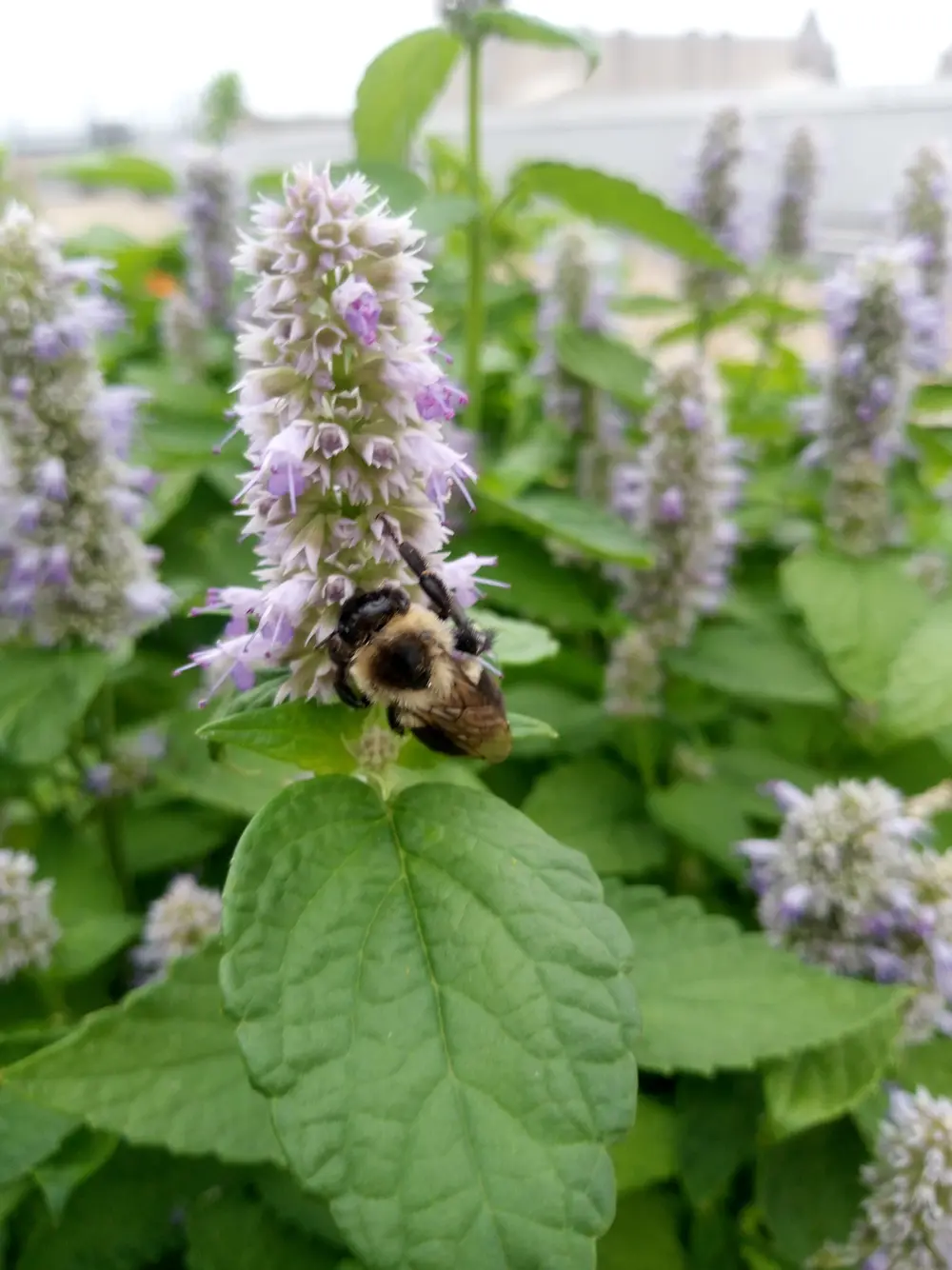 Bumblebee pollinating a purple flower spike surrounded by green leaves.