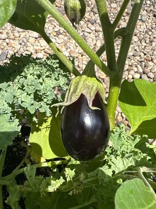 A dark purple eggplant hangs among green leaves with gravel in the background.