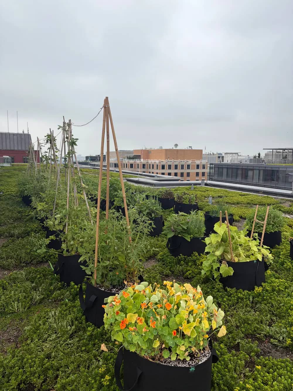 Rows of fabric planters with tomatoes, cucumbers, and nasturtium flowers on a green rooftop