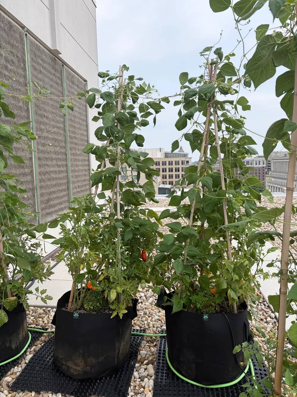 Green bean and tomato plants grow in black fabric planters on a rooftop with a city skyline behind