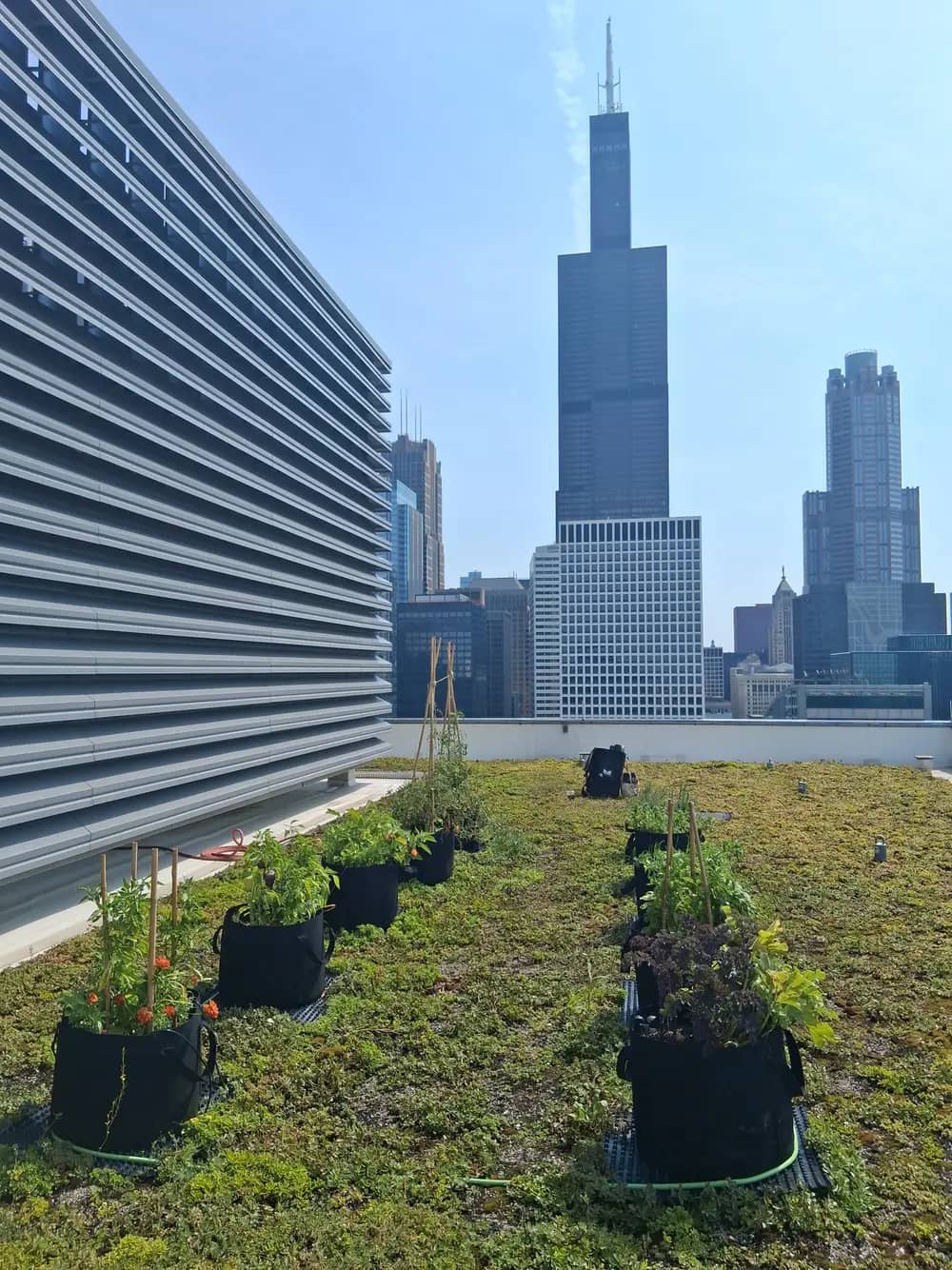 Rows of vegetables growing on a green roof, with the Chicago skyline and Willis Tower behind