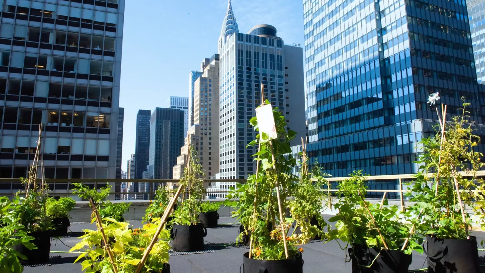 Do Urban Farms Raise Property Value?
