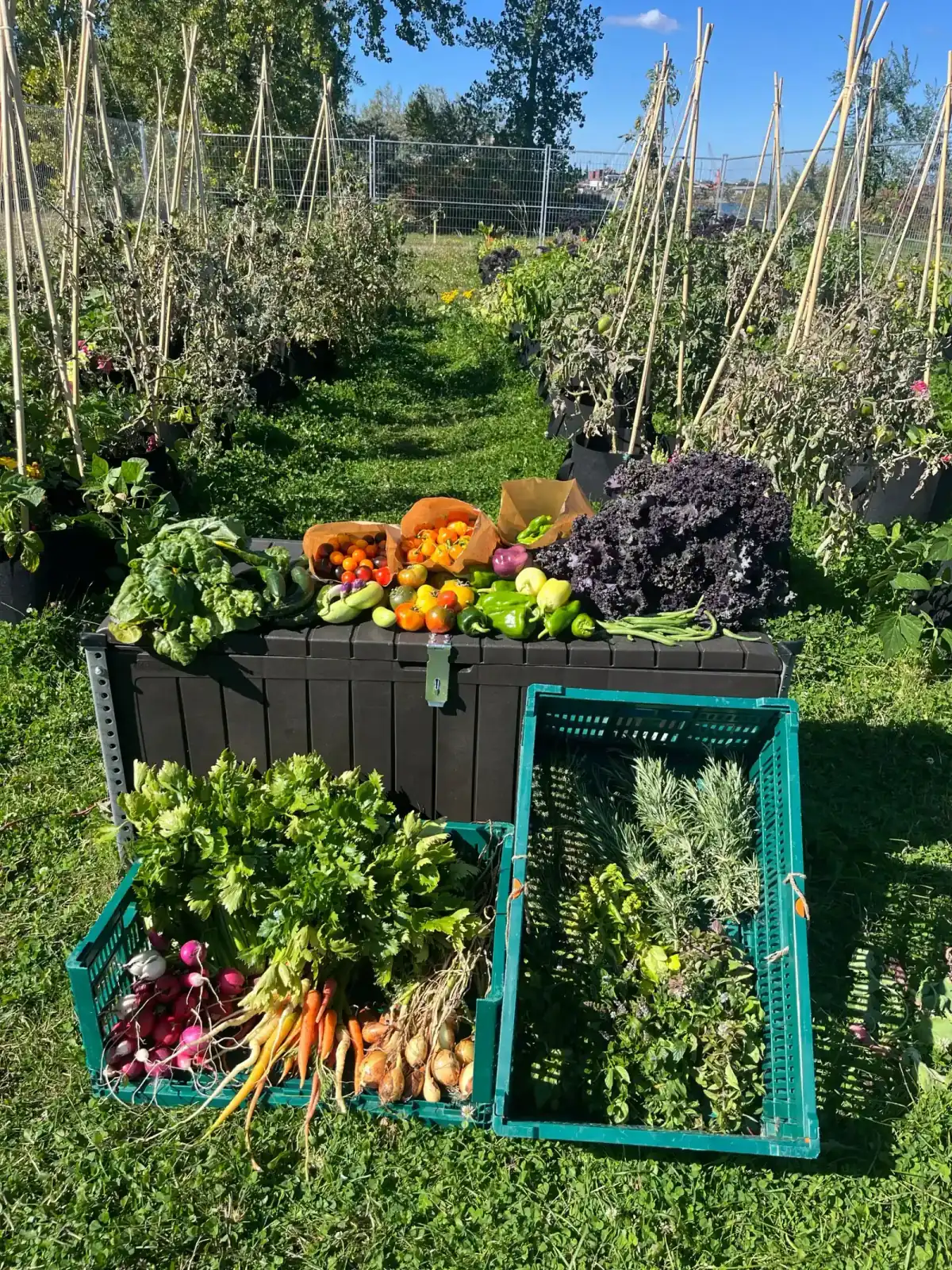 So überzeugen Sie Ihren Chef von einer Stadtfarm