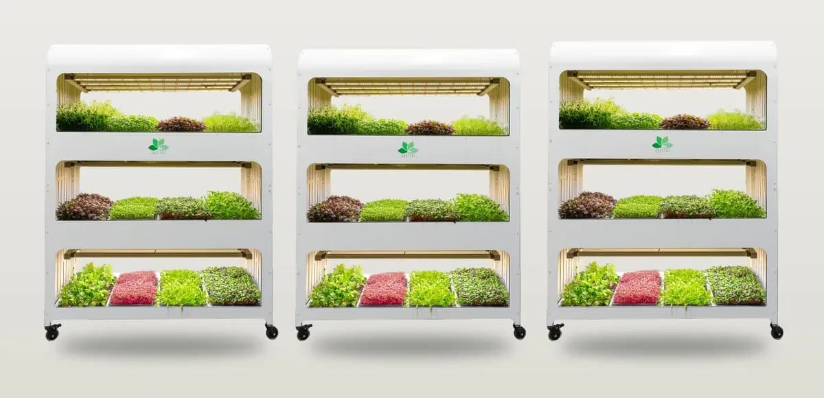 Come funziona un orto indoor in ufficio d’inverno