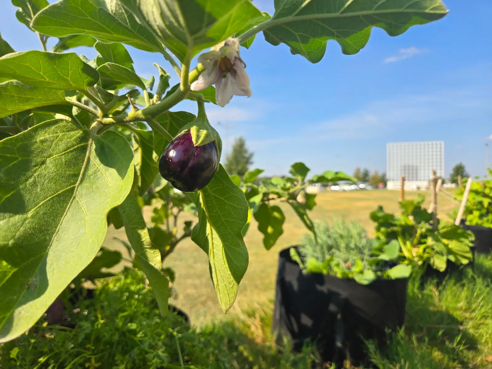Living Green: Urban Farming and the Future of Development