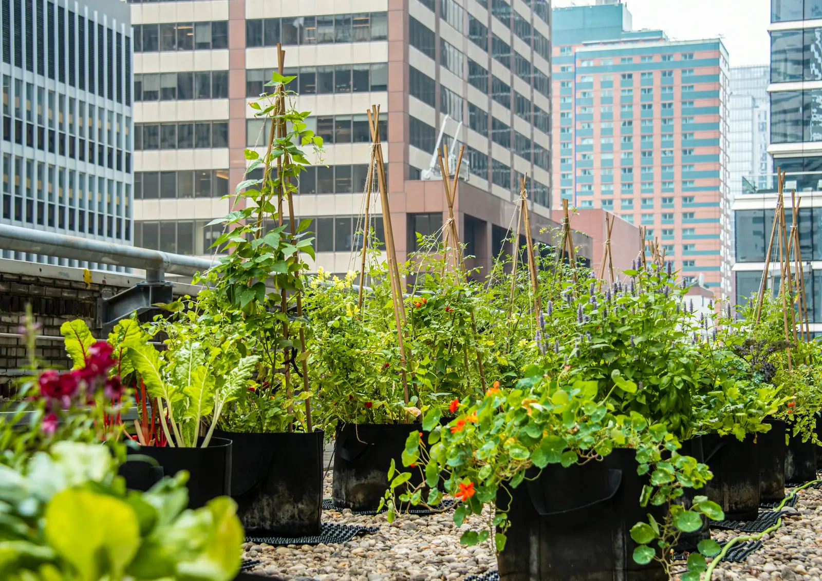 Creating a Sustainable Brand: How Urban Farming Can Set Your Company Apart