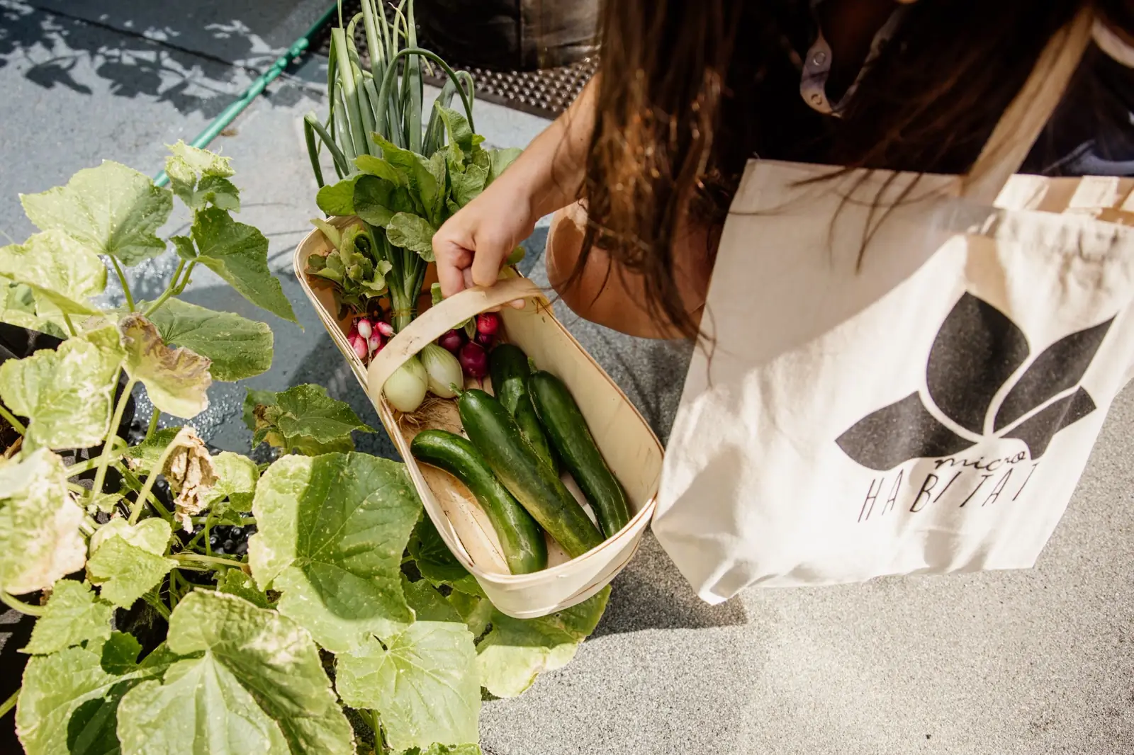 Urban Farming FAQ: Your Questions Answered