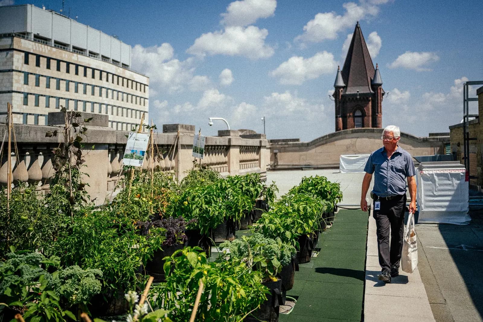 Rooftop Garden ROI for Corporates
