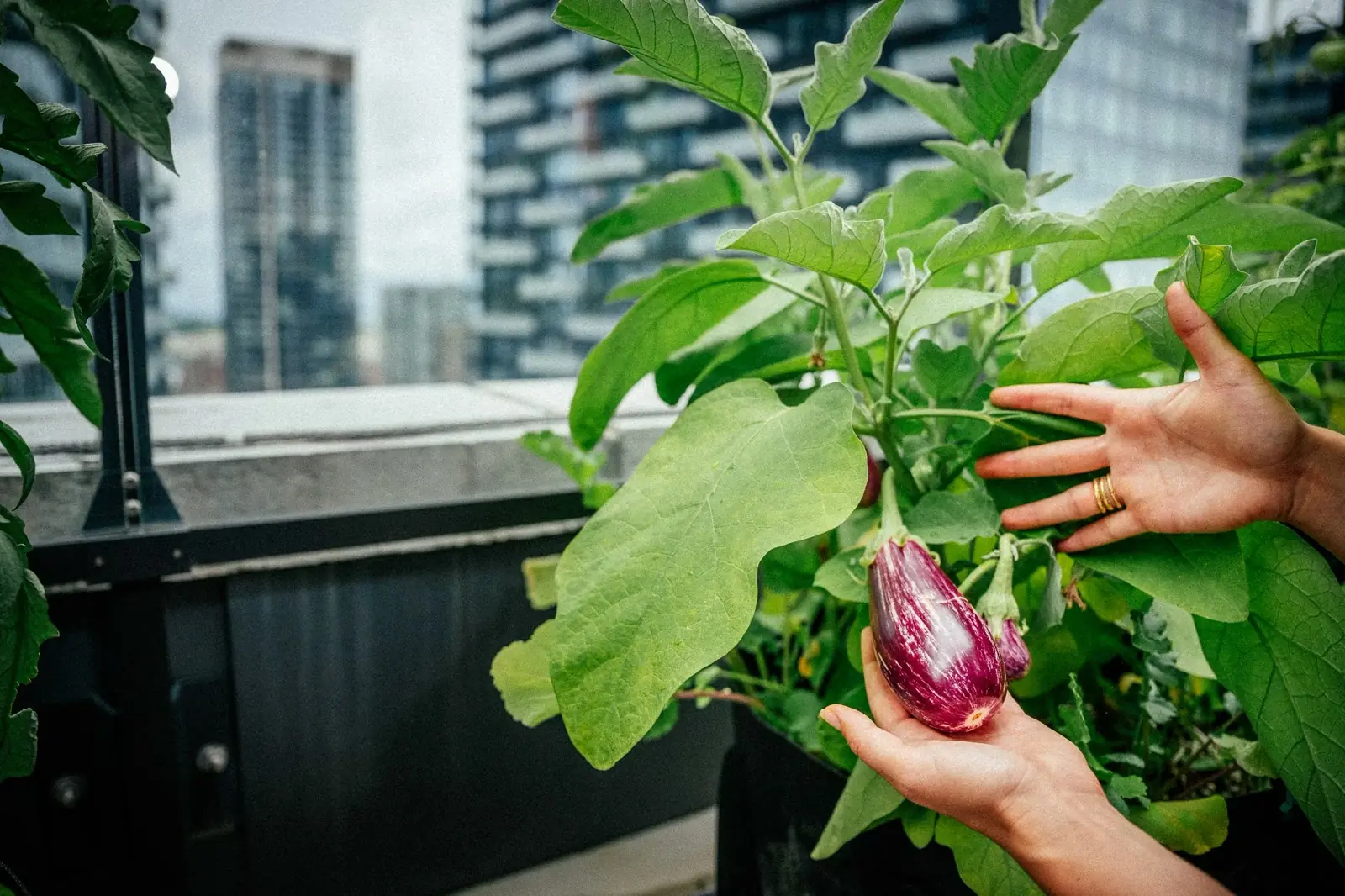 Navigating the Growing Demand for Urban Green Spaces in Canada