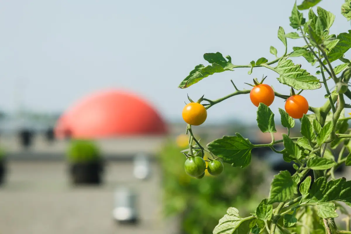 Ruby Foo's: Leading the Way in Sustainable Hospitality