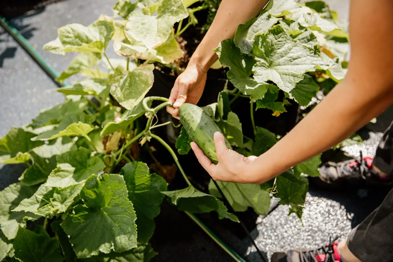 Urban Farming: The Complete Guide