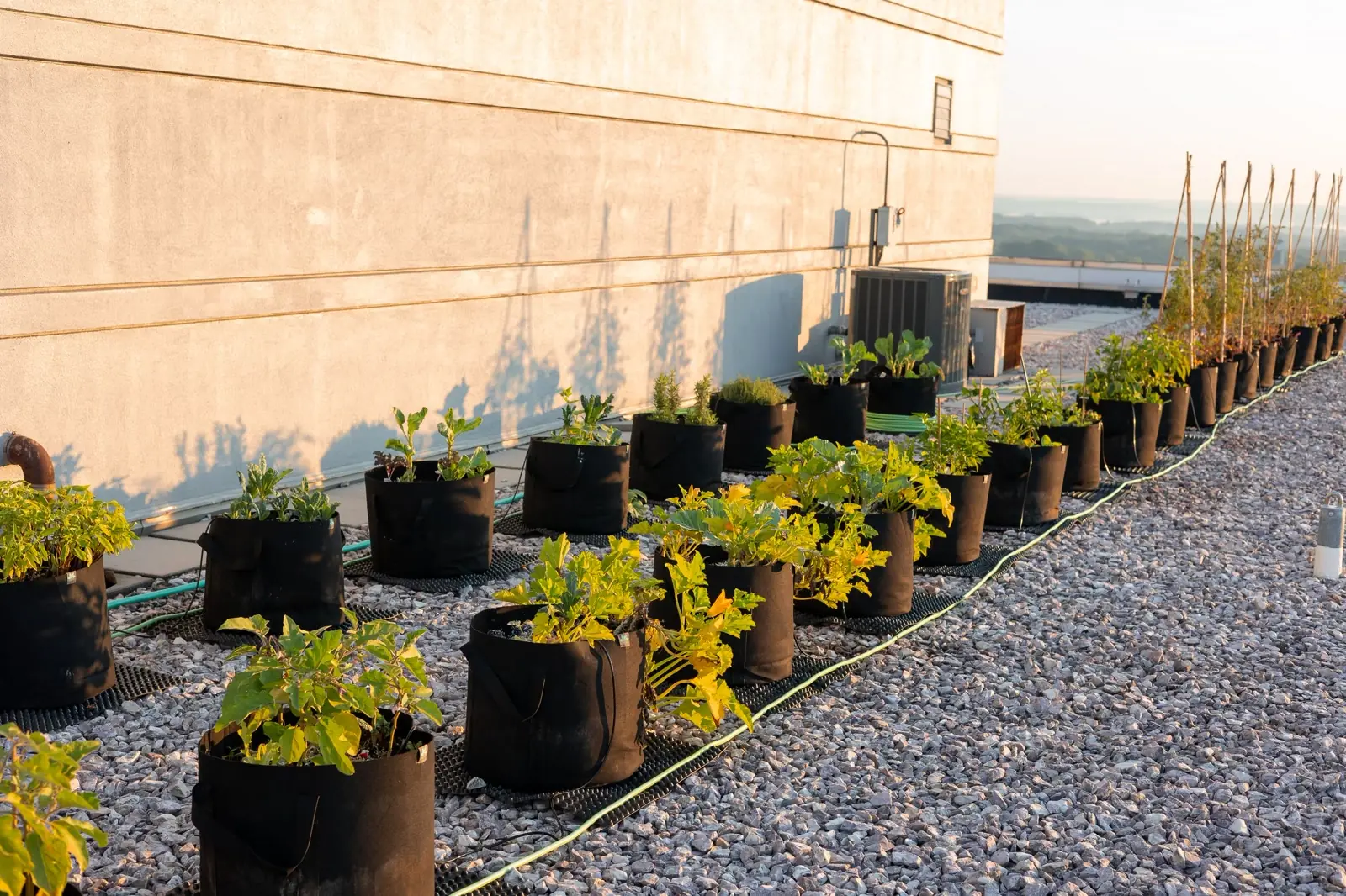 Scope 3 Cuts via Nature-Based Solutions
