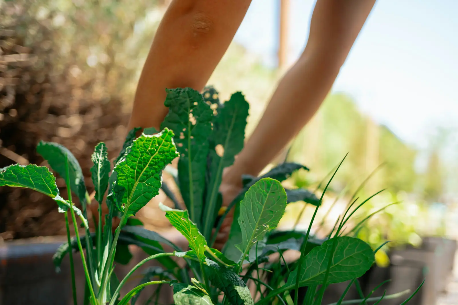 Urban Farming Supporting UN's Sustainable Development Goals