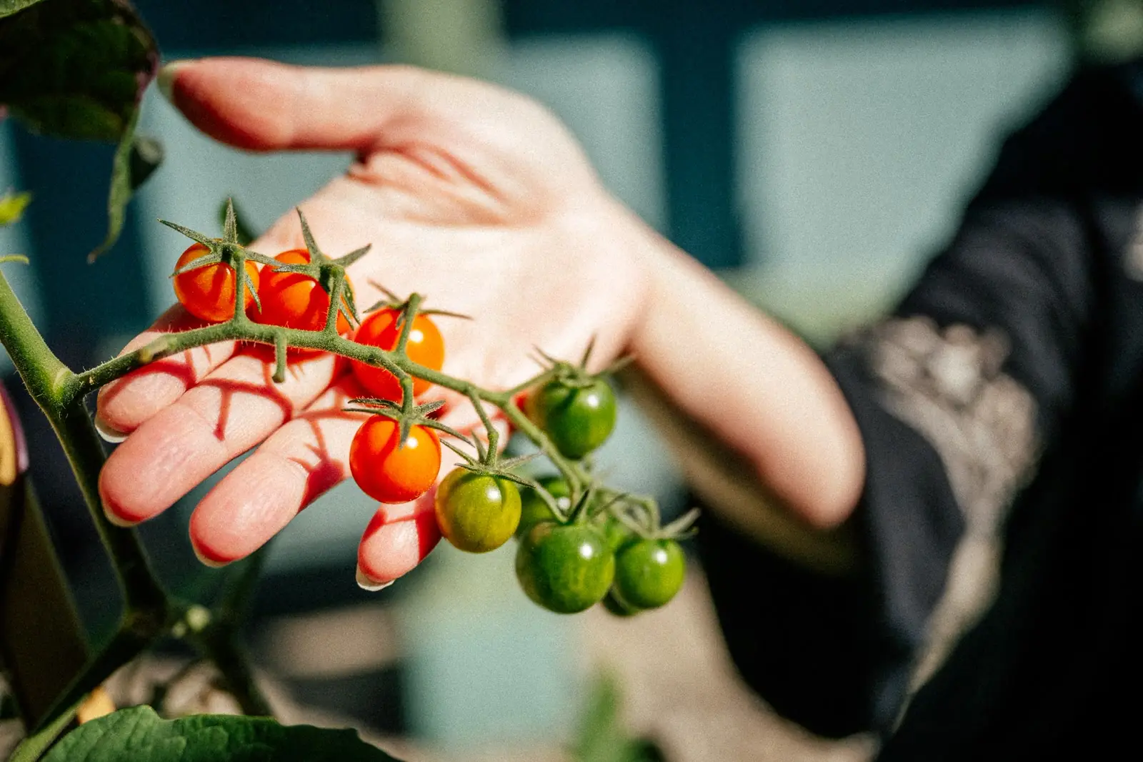 What is Sustainable Farming and Agriculture?