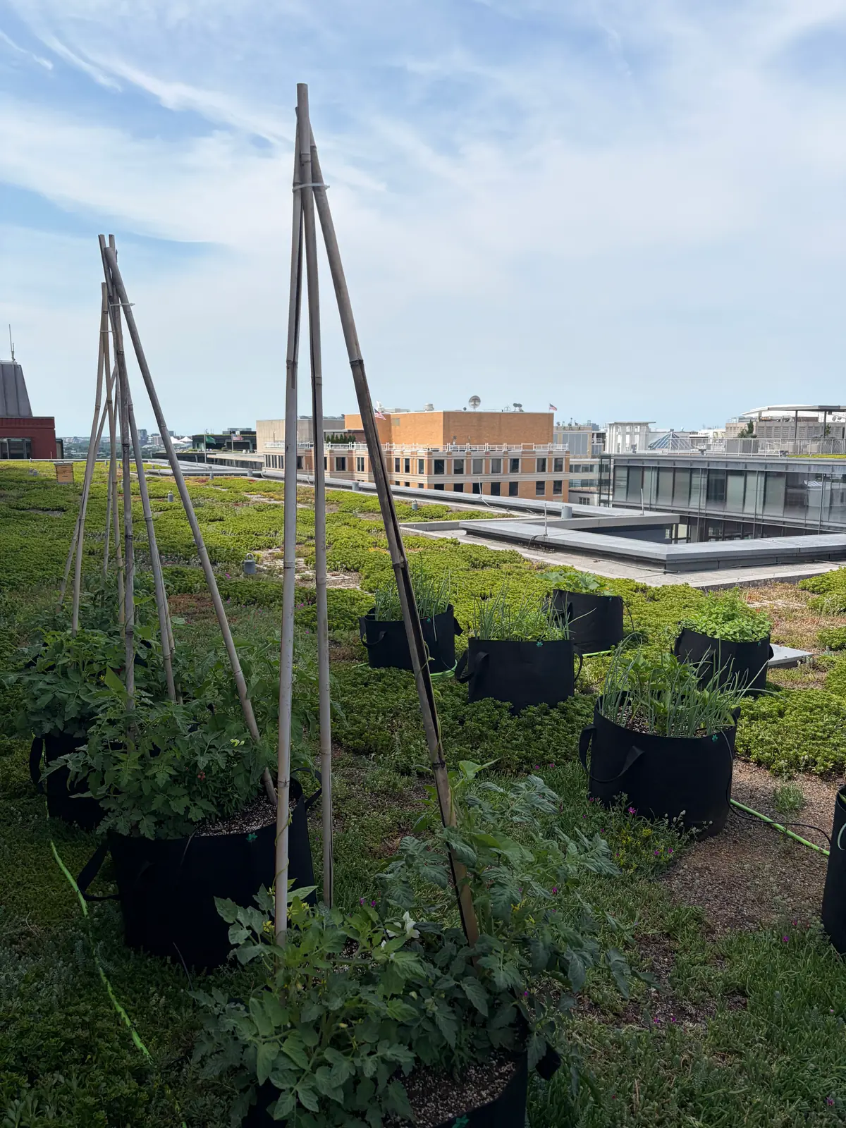 Fabric planters with tomato stakes laid out across a commercial green roof