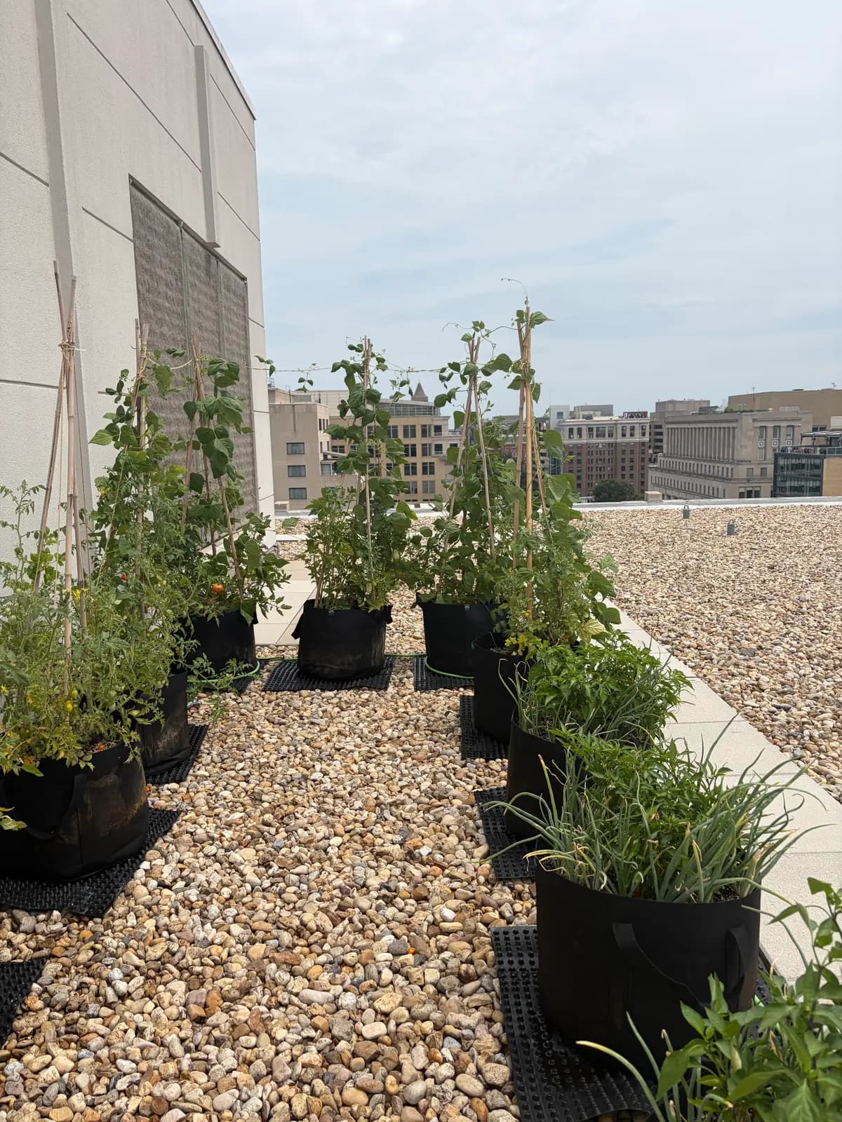 Planter bags with young plants set out on gravel beside a rooftop railing