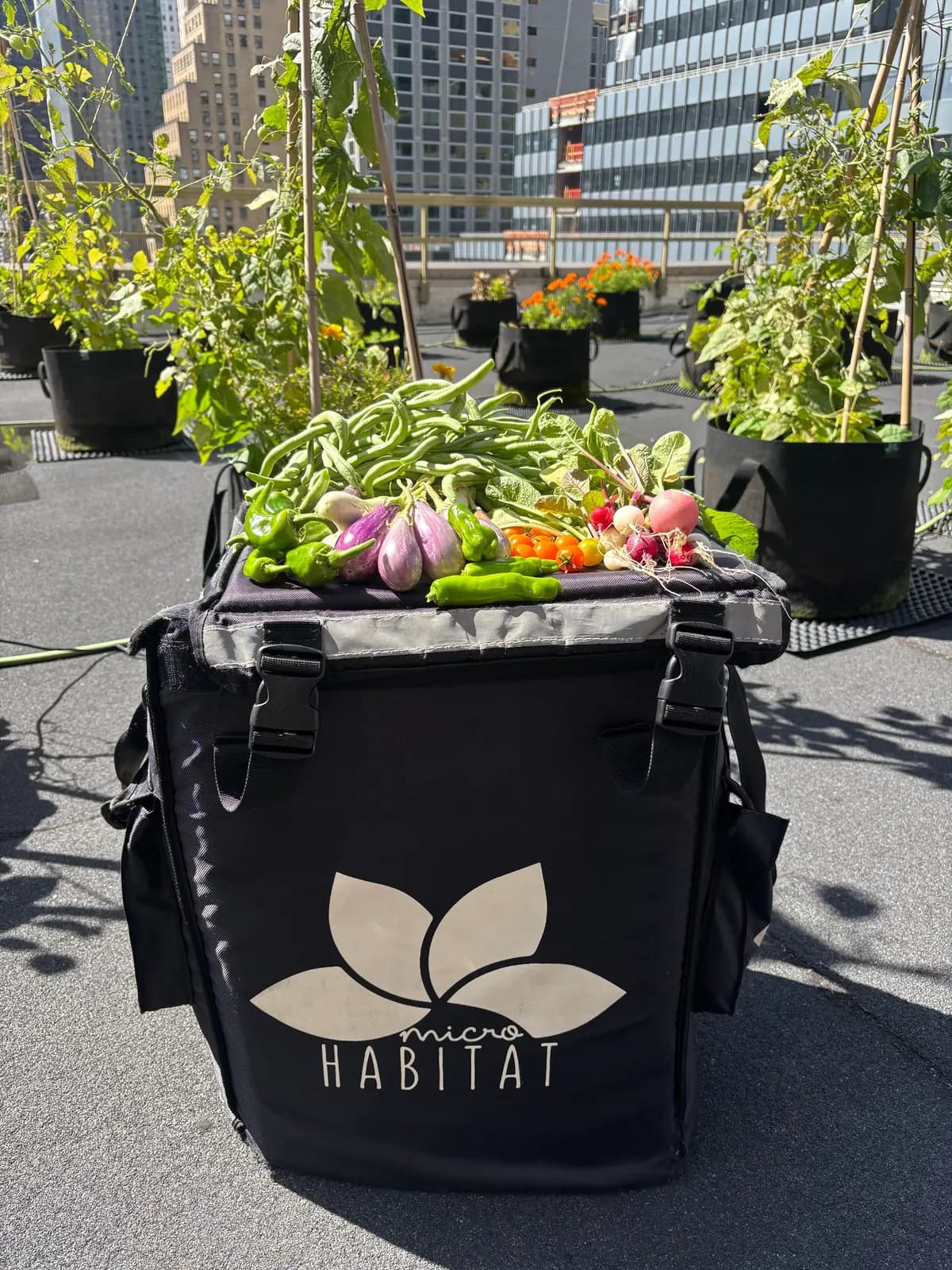 Freshly harvested vegetables on a delivery bag on a rooftop farm with city towers behind