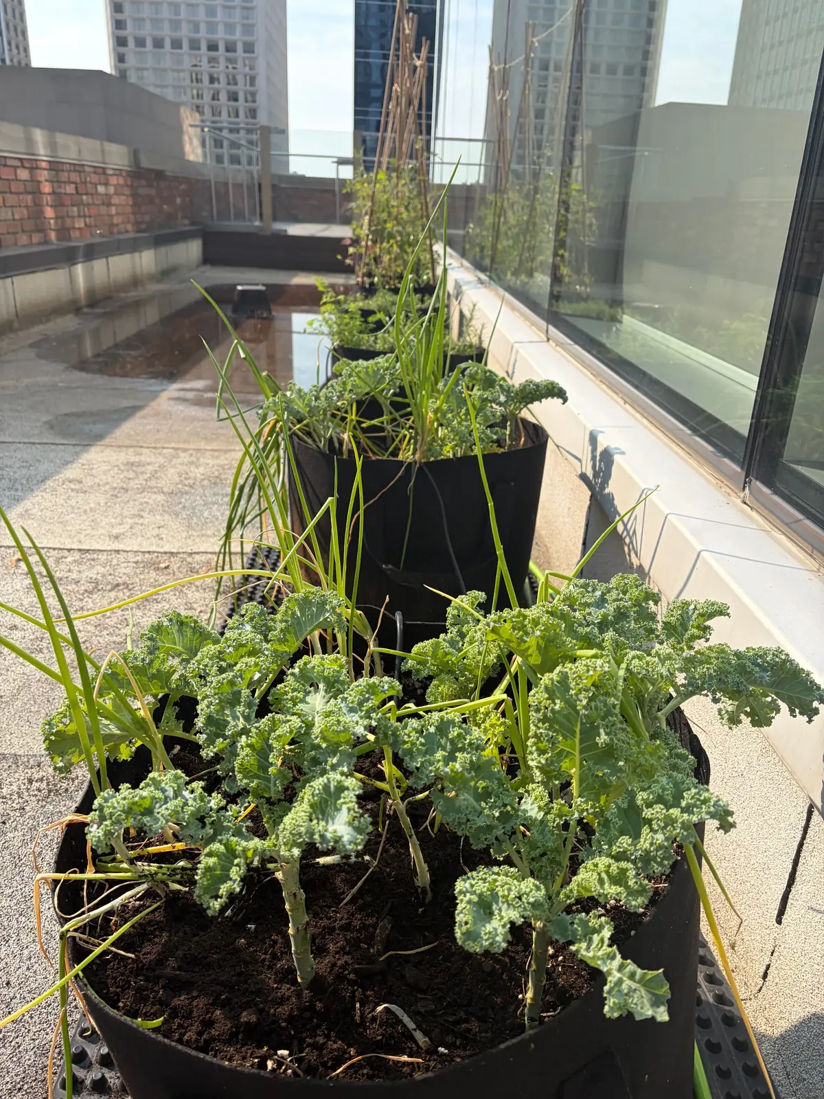 Kale and onions growing in fabric pots on a terrace beside tall glass windows