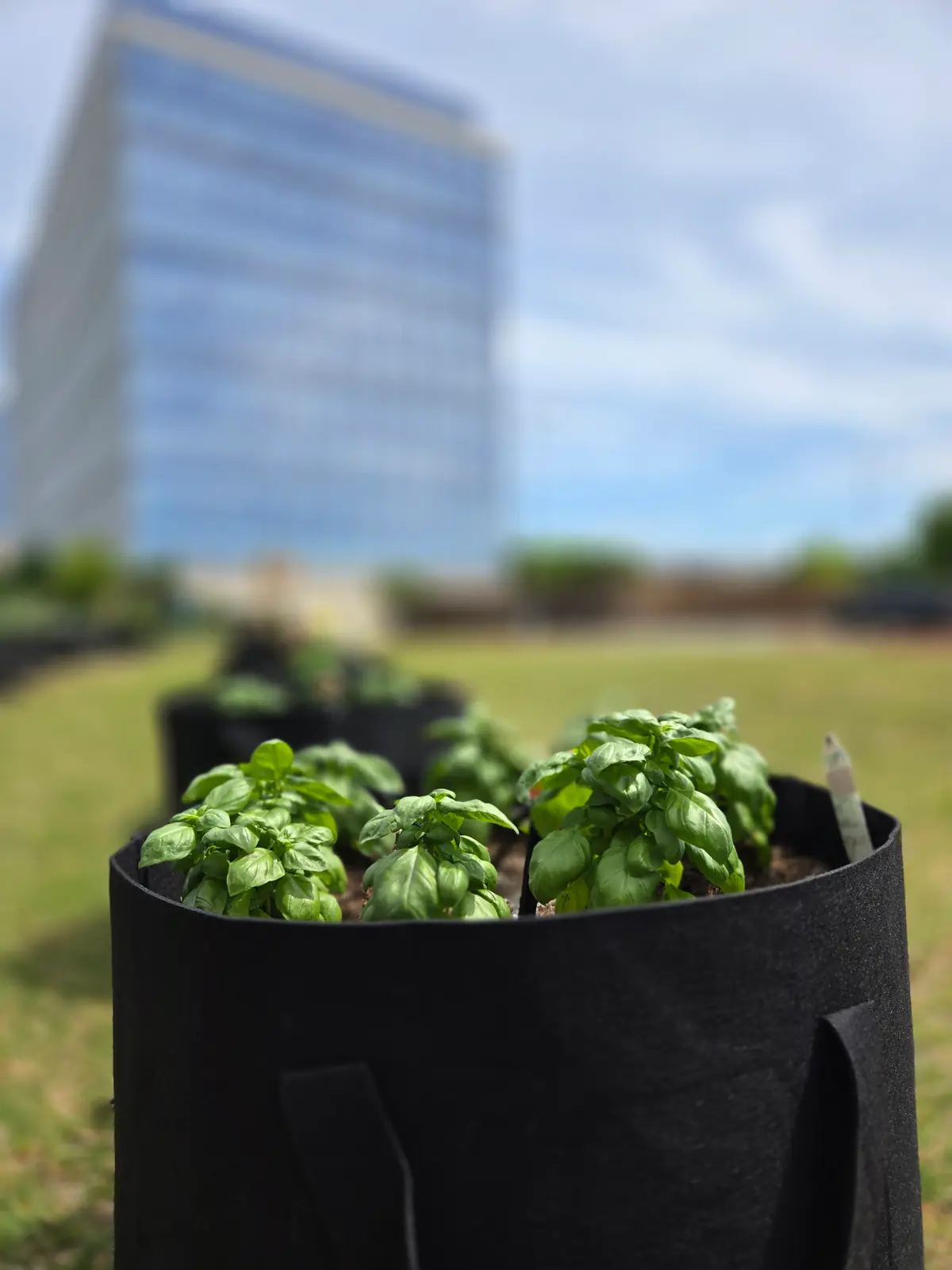 Basil growing in a new fabric planter with an office building blurred behind
