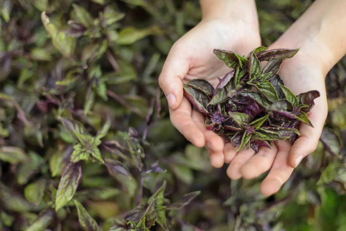 Two hands hold freshly picked purple basil leaves above a basil plant