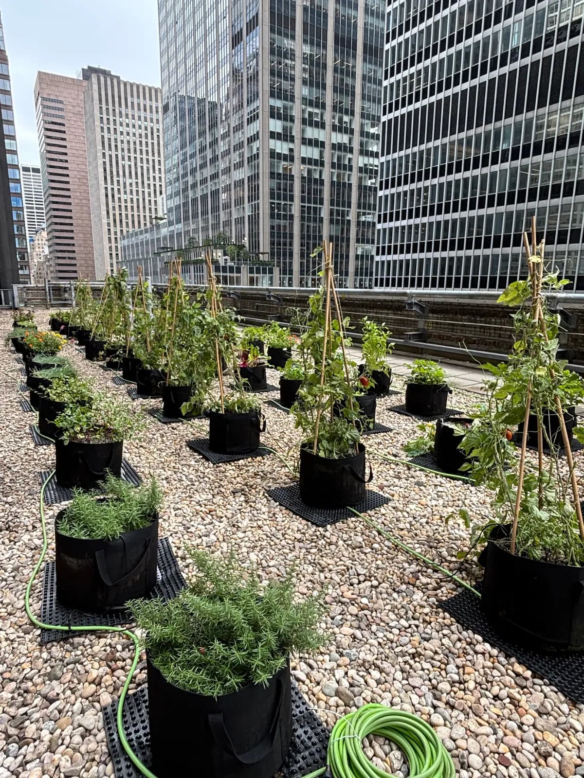 Rows of potted plants on a gravel rooftop surrounded by skyscrapers