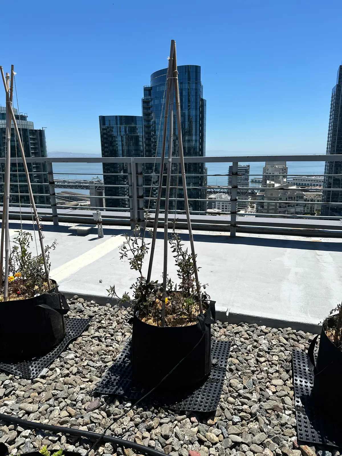 Planters laid out in a triangle on a gravel roof with towers in the distance