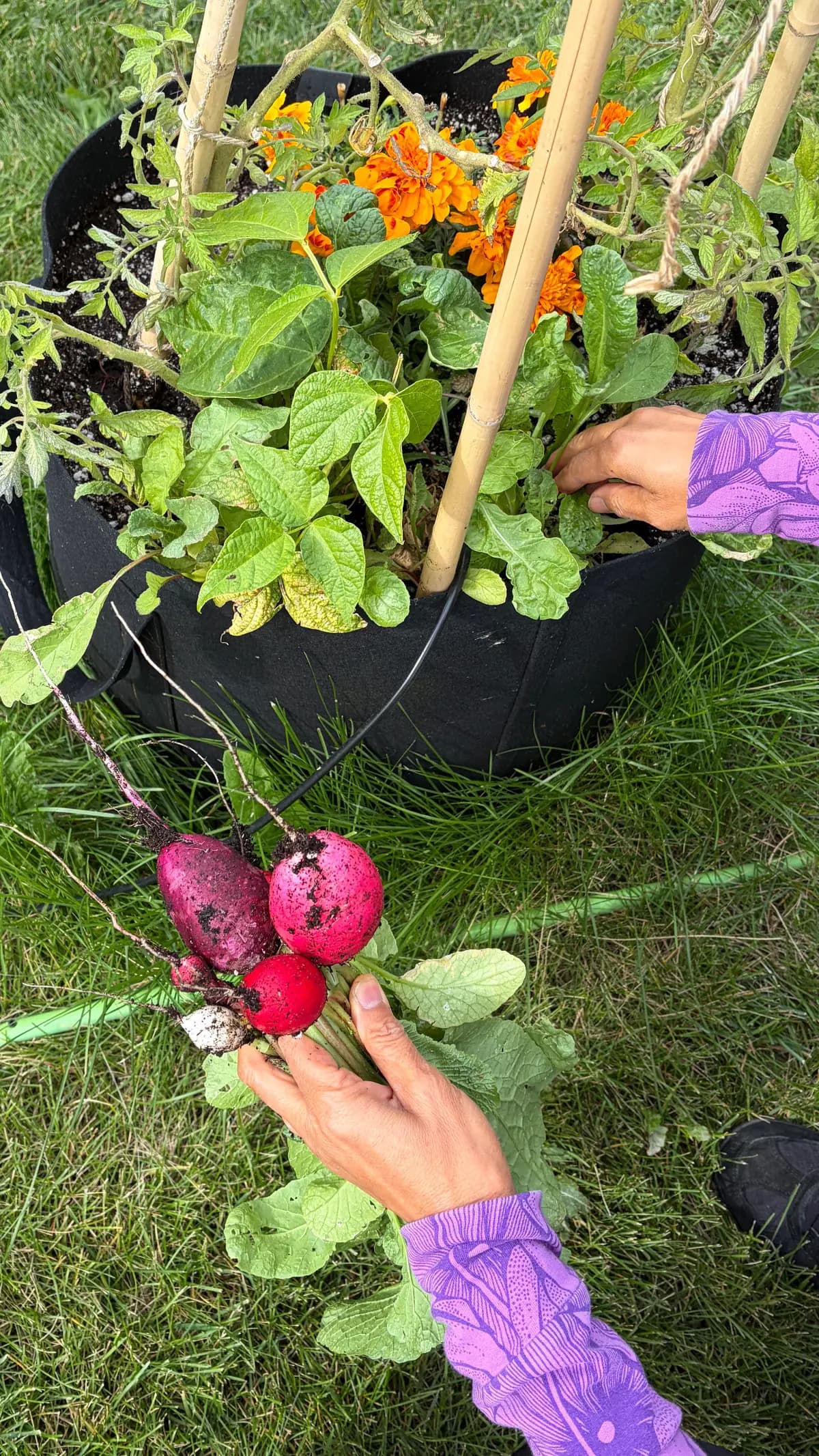 Hands harvesting radishes from an outdoor planter of tomatoes and marigolds