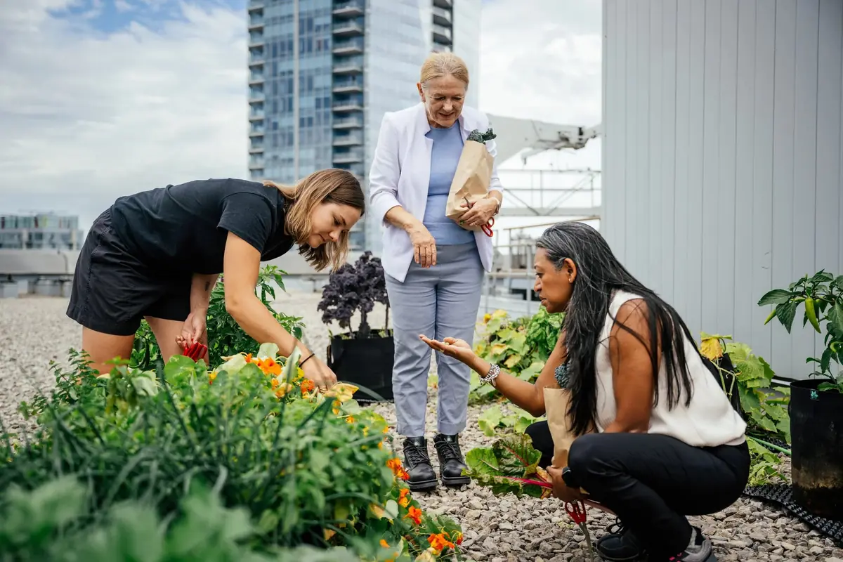 Three women pick flowers and herbs from a rooftop garden bed