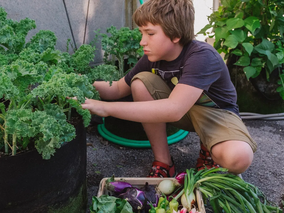 A boy crouches to pick kale beside a crate of harvested vegetables