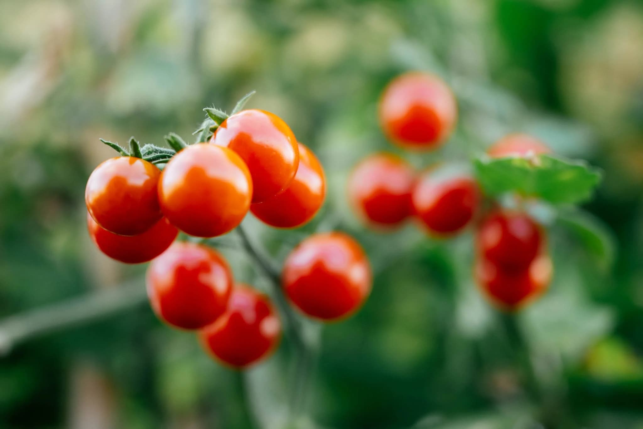 Multi-property urban farming portfolio
